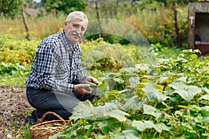 An elderly man harvesting cucumbers in the village. Farmer old man works in the countryside in the garden