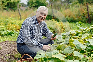 An elderly man harvesting cucumbers in the village. Farmer old man works in the countryside in the garden