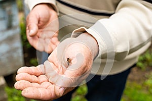 an elderly man holding a bee, control situation in bee colony.