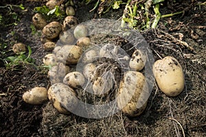 Elderly man and potatoes