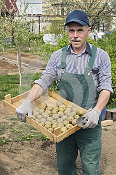 Elderly  man preparing to plant potatoes in his garden
