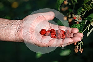 An elderly man& x27;s hand holds raspberries picked from a bush