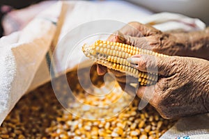 Elderly man`s hands are unwrapping corn kernels from cob corn. Lots of orange corn kernels in white sacks.