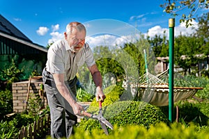 An elderly man with scissors for cutting bushes shear boxwood in shape of ball