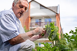 An elderly man tenderly handles fresh herbs in his garden, with a homey backdrop, epitomizing the joy of home gardening