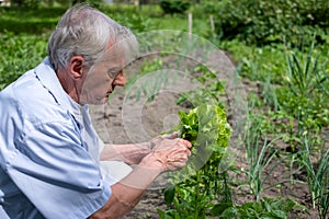 Elderly man tending to lettuce in a sunny garden the image conveys active aging and a connection with nature