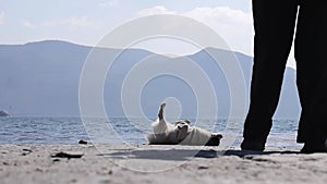 An elderly man walks by the lake with a funny dog. The dog enjoys life, somersaults, plays.