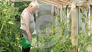 An elderly man is watering plants in a greenhouse. High tomatoes and peppers will soon ripen. The concept of healthy