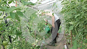 An elderly man is watering plants in a greenhouse. High tomatoes and peppers will soon ripen. The concept of healthy