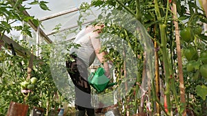 An elderly man is watering plants in a greenhouse. High tomatoes and peppers will soon ripen. The concept of healthy