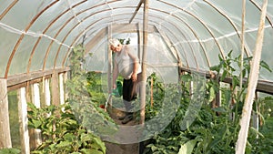 An elderly man is watering plants in a greenhouse. High tomatoes and peppers will soon ripen. The concept of healthy