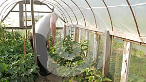 An elderly man is watering plants in a greenhouse. High tomatoes and peppers will soon ripen. The concept of healthy