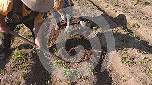 Elderly Man And Woman Harvest Potatoes From The Garden Beds