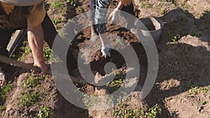 Elderly Man And Woman Harvest Potatoes From The Garden Beds And Throw In Bucket