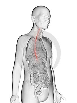 An elderly mans esophagus