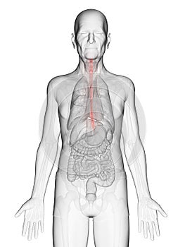 An elderly mans esophagus