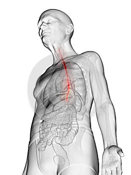 An elderly mans esophagus