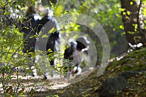 Elderly Mother and Adult Daughter Walk Their  Lovely Dog in Beautiful Autumn Woods in the Morning