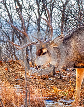 Elderly Mule Buck Deer Pauses to Sniff the Saw Grass