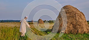 An elderly Muslim man in an embroidered skullcap and white traditional Clothes mows hand-scythe grass in a hayfield