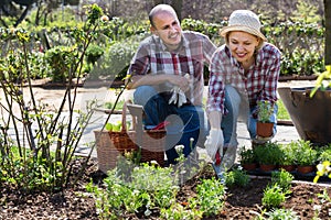 Elderly positive couple engaged in gardening