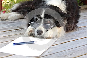 Elderly Retired Border Collie Dog with Spectacles