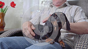 Elderly retired man with gray mustache is sitting in cozy rocking chair and stroking cute dachshund puppy lying on his