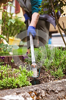 Elderly senior adult woman is gardening with a garden hoe