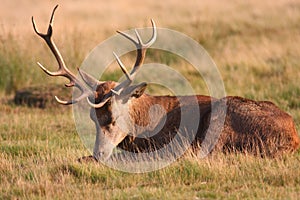 Elderly sleeping red deer.