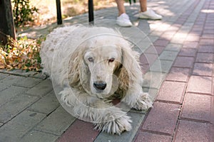 Elderly spaniel dog laying on walkpath in park photo