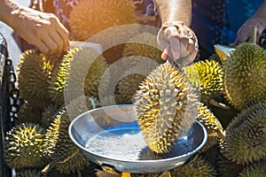 Elderly Thai female vendor ride motorcycle selling durians and fruits and vegetables to tourists on roadside. Street Merchant cut