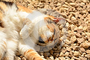 Elderly Tortoishell cat sunbathing