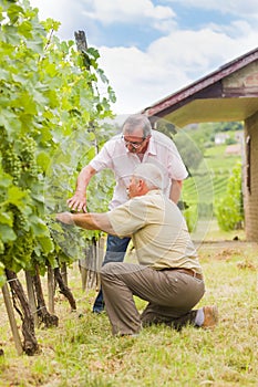 Elderly winemakers