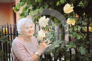 Elderly woman admiring beautiful bushes with yellow roses