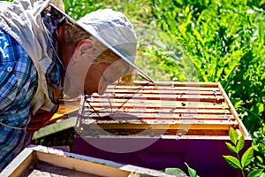 Elderly woman apiarist, beekeeper is working in apiary
