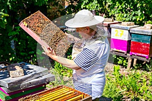 Elderly woman apiarist, beekeeper is working in apiary