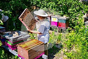 Elderly woman apiarist, beekeeper is working in apiary
