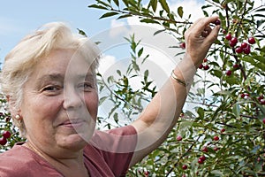 Elderly woman collects berries