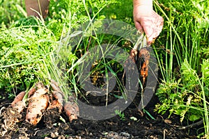 An elderly woman collects carrots.