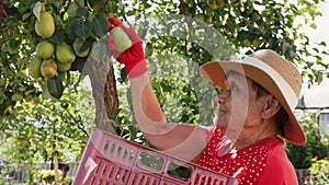 Elderly woman collects pears in basket