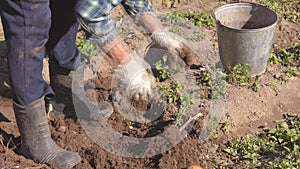 Elderly Woman Digs Ripe Potatoes From The Beds In The Garden And Puts In Bucket