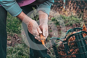 Elderly woman farmer holding in hand a carrots bunch from local farming, organic vegetable garden with fresh produce, bio food