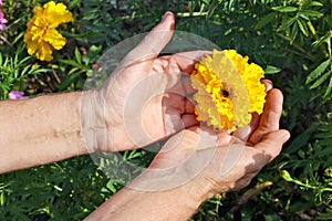 The elderly woman - farmer picks and care of marigold garden y