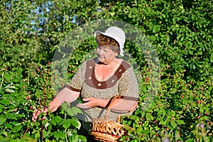 Elderly woman gathering raspberries in the garden