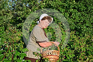 Elderly woman gathering raspberries in the garden