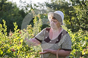 Elderly woman gathering raspberries in the garden