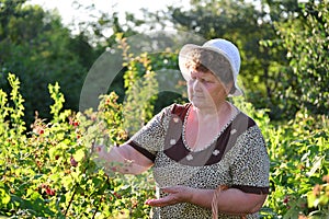 Elderly woman gathering raspberries in the garden