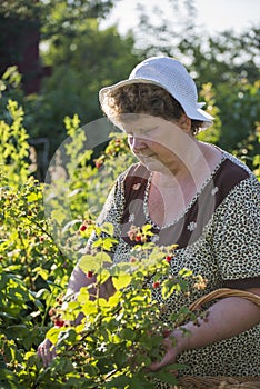 Elderly woman gathering raspberries in the garden
