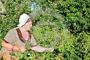 Elderly woman gathering raspberries in the garden