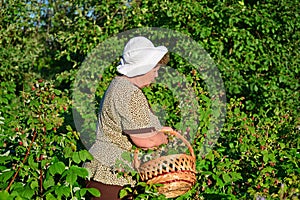 Elderly woman gathering raspberries in the garden